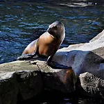 Seehuette 004 库克斯港